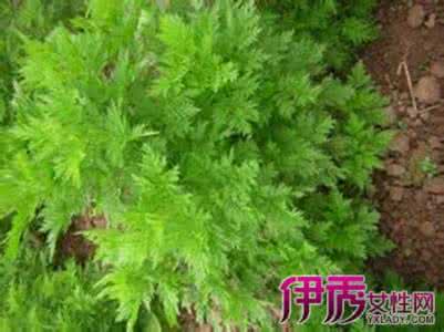 青蒿与艾草的区别图片 青蒿和艾叶有什么区别 青蒿与艾草的区别图片