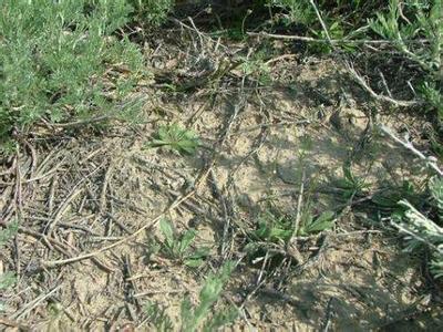 新疆警察感动网友 新疆绢蒿