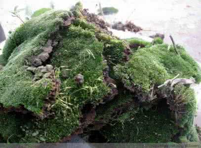 青苔盆景 盆景如何快速上青苔_泪鱼儿