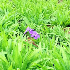 穿越整个世界的呼唤 2015寻觅整个世界的春意 把花朵穿在身上