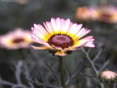 品茶的心境品人生句子 【心境与人生】心境使然，人生必然