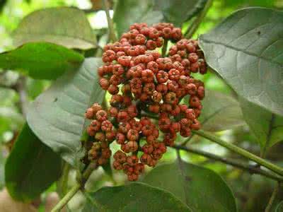 吴茱萸治失眠 吴茱萸治“失眠”有绝招！