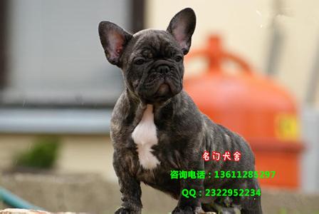 2017年法国斗牛犬价格 法国斗牛犬价格 2014年牛价格