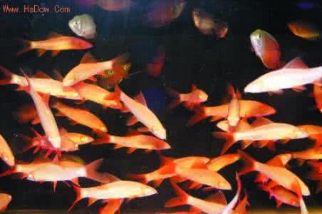 淡水观赏鱼的种类图片 淡水观赏鱼 世界十大经典淡水“观赏鱼”优雅高贵而惊艳你养过几种?