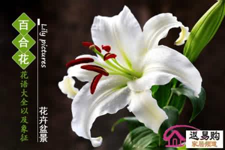 百合花语每朵代表什么 百合花语 百合花的特点 百合花代表的意义