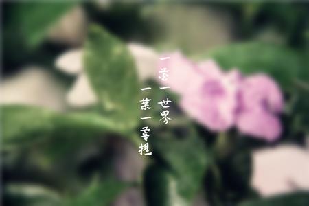 2016浙江高考优秀作文 2005年浙江高考优秀作文:一花一世界作文900字