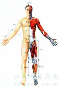 中医中药的基础知识 中医取穴基础知识
