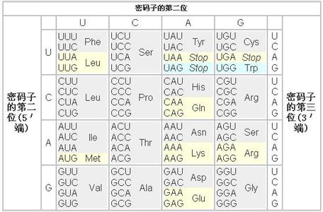 遗传密码和密码子 遗传密码