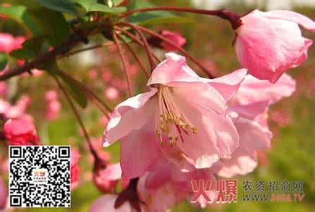 丁香花用什么嫁接 垂丝海棠怎么嫁接