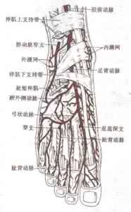 脑血管堵塞的症状 血管是否被堵塞，摸摸足背就能知道【图】