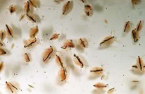 水蚤养殖 水蚤繁殖方法 水蚤怎么养 水蚤养殖及繁殖方法