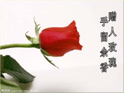 一朵玫瑰花代表什么 微信一朵玫瑰花含义 一朵玫瑰花代表什么  一朵玫瑰花的含义