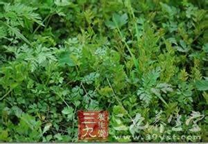 三种野菜小心吃 吃野菜晒太阳 小心皮肤过敏