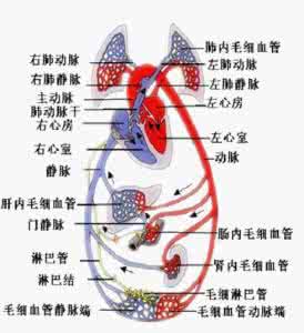 生理学第四章血液循环 呼吸与血液循环关系的规律和闭气的生理作用_易血术