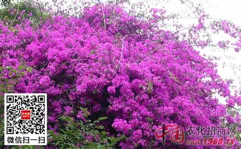 三角梅花语 三角梅花期管理方法 向日葵花期的管理方法 向日葵的花语