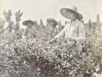 东北农村生活老照片 东北农村生活老照片 老照片里的苏式“原味”生活