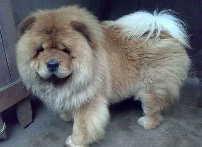 松狮犬的特点 松狮犬的性格