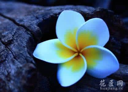 鸡蛋花花语 花语大全:鸡蛋花的花语