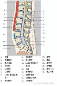 腰椎解剖图 腰椎解剖图 史上最详细的腰椎解剖图，推荐收藏！