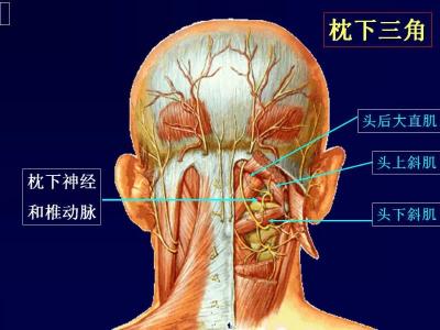 神经解剖学杂志 多图共享 | 2015神经解剖美图联播