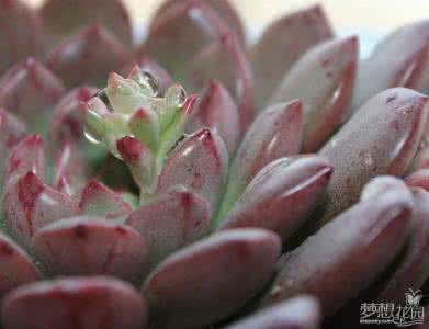 多肉植物红宝石 【园艺】两种多肉植物红宝石