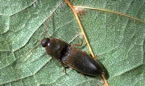 褐纹金针虫 沟金针虫