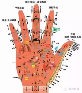 五脏六腑 可以明显增强和活化五脏六腑功能的重要穴位