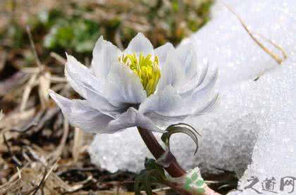 天山雪莲的吃法 天山雪莲花的吃法 雪莲花的吃法有哪些