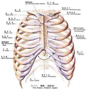 肋软骨炎症状是什么 肋骨软骨炎 肋软骨炎的特征是什么