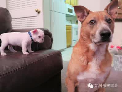 这只叫Link的小法斗，最近在汪星人界萌出了一个新高度