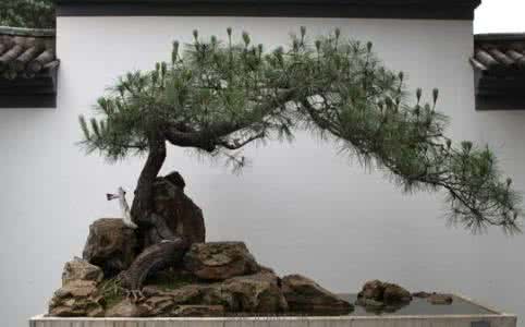 微型黑松盆景怎么养 黑松的养殖方法