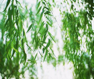 朵朵素白舞春天(优美散文)