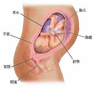 怀孕七个月男孩肚型图 怀孕七个月胎儿图