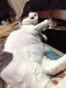 小猫能喝羊奶吗 小猫能喝羊奶吗?