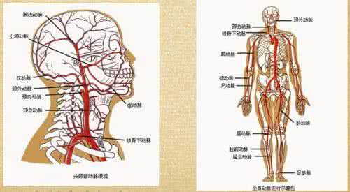 人体血液循环 ppt 人体血液循环一圈需要多长时间？