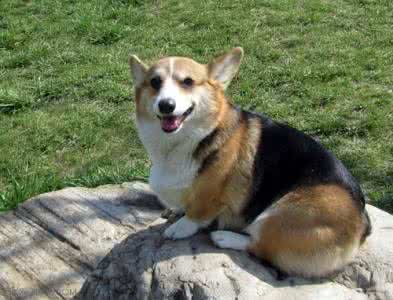 柯基犬喜欢吃什么 柯基犬吃什么