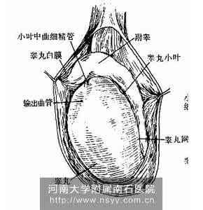 龟头 裂纹 红点 红斑 龟头 裂纹 红点 红斑 龟头上面有裂纹是什么疾病