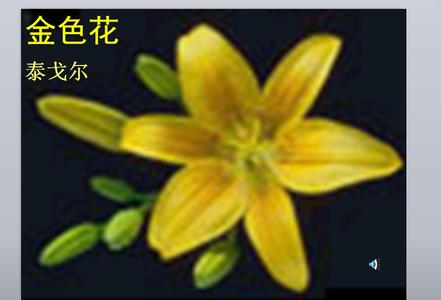 金色花教案 金色花教案 《金色花》教案_金色花教案