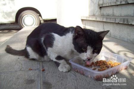 怎么防止猫抓人 如何让猫不抓人 如何防止猫抓人