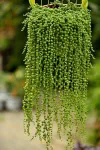 珍珠吊兰一串怎么爆盆 珍珠吊兰