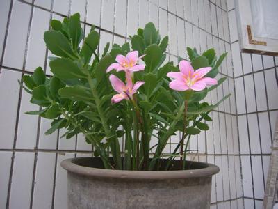 家庭养花什么花好养活 養花為什麼老是養死？教你正確的養花方法！收藏這一篇就夠了！