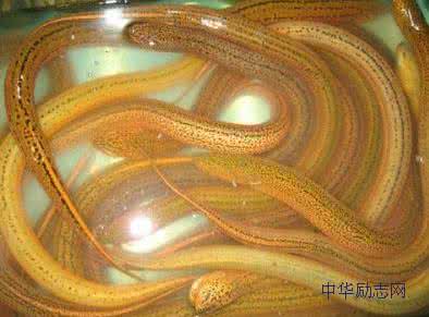 杀黄鳝怎么放血图解 黄鳝放血 黄鳝如何放血?