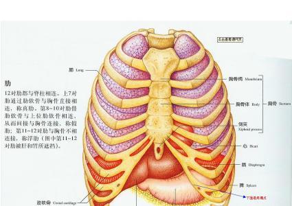 女人右侧肋骨下方疼痛 女人右侧肋骨下方疼痛 右肋骨下方疼痛 右侧肋骨下方疼怎么回事