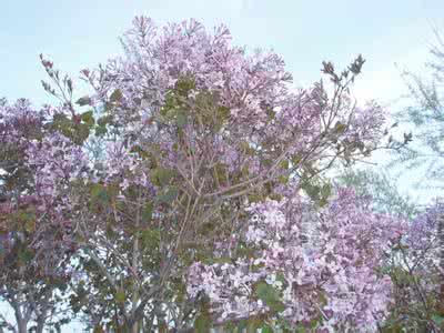 有关丁香的诗词 编辑 古今关于丁香的诗词之3