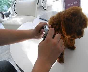 狗狗不让剪指甲怎么办 狗狗不让剪指甲有什么办法?