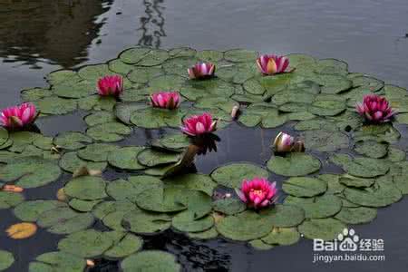 家养睡莲种植方法 睡莲的养殖方法