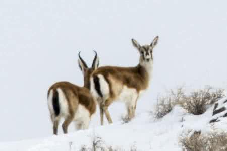 向黄羊致敬阅读理解 向黄羊致敬