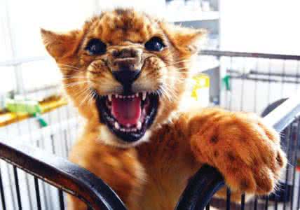 狮子进食 狮子进食时的科学知识 哺乳期的妈妈如何科学进食？