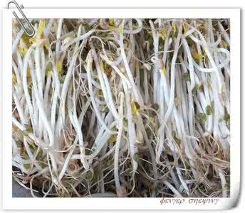 巧生黄豆芽不长须根法 巧生豆芽不长须根法