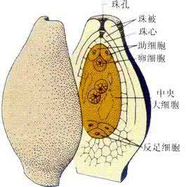 胚珠和珠被 珠被